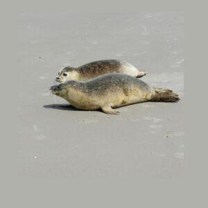 Zeehonden op strand tijdens Hou Me Vast relatieweekend Terschelling